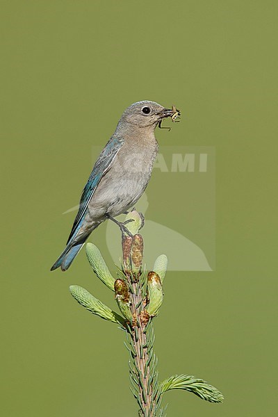 Adult female Mountain Bluebird, Sialia currucoides
Kamloops, B.C.
June 2015 stock-image by Agami/Brian E Small,