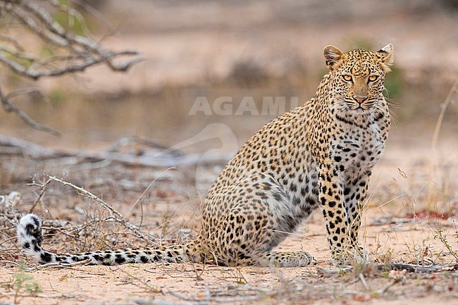 Leopard (Panthera pardus), adult female sitting, Mpumalanga, South Africa stock-image by Agami/Saverio Gatto,