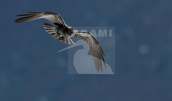 Raaf in vlucht, Common Raven in flight stock-image by Agami/Markus Varesvuo,