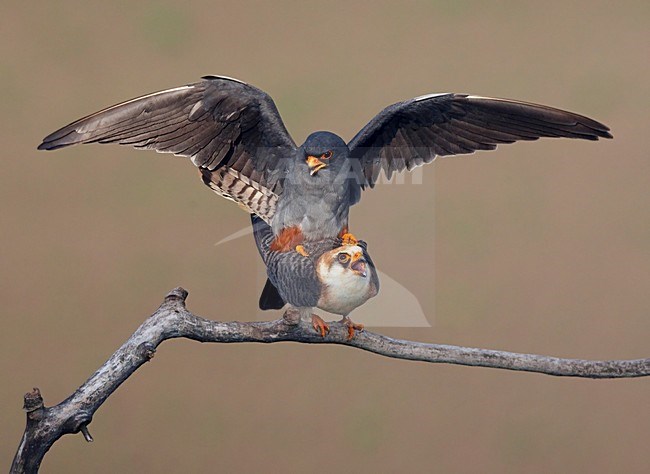 Roodpootvalk, Red-footed Falcon (Falco vespertinus) Hungary May 2008 stock-image by Agami/Markus Varesvuo / Wild Wonders,