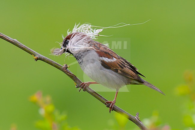 Mannetje Huismus met veertje; Male House Sparrow with feather stock-image by Agami/Arnold Meijer,