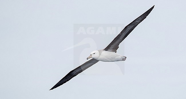 Immature Black-browed Albatross (Thalassarche melanophris) in flight over southern Pacific ocean off New South Wales in Australia. stock-image by Agami/Ian Davies,