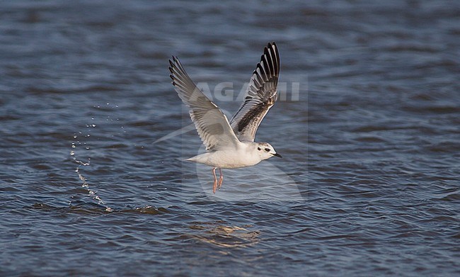 Dwergmeeuw, Little Gull, Hydrocoloeus minutus, Germany, 1st S stock-image by Agami/Ralph Martin,