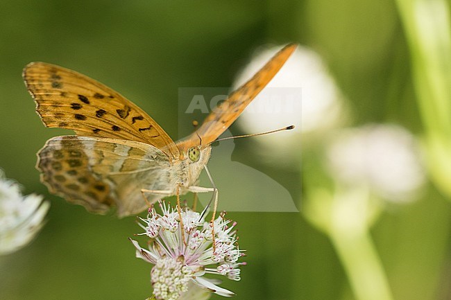 Argynnis paphia - Silver-washed fritillary - Kaisermantel, Italy, imago, male stock-image by Agami/Ralph Martin,
