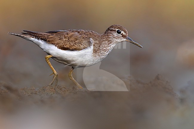 Common Sandpiper, Actitis hypoleucos, in Italy. stock-image by Agami/Daniele Occhiato,