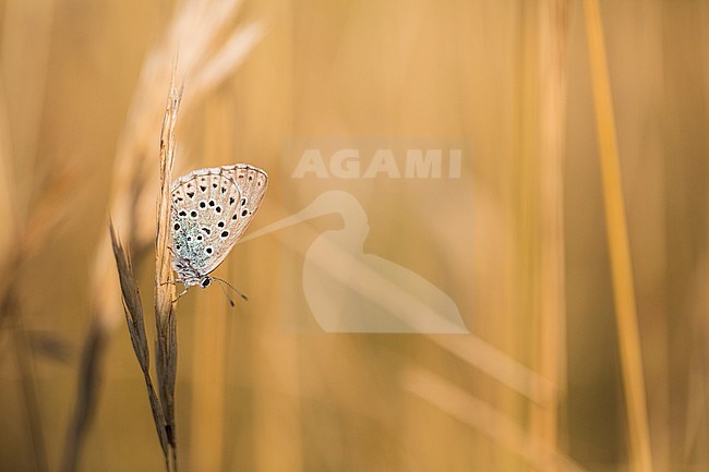 Large blue, Phengaris arion stock-image by Agami/Wil Leurs,