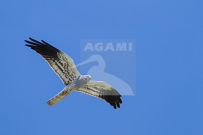 Adult male Montagu's Harrier (Circus pygargus) flying overhead in Germany. stock-image by Agami/Ralph Martin,