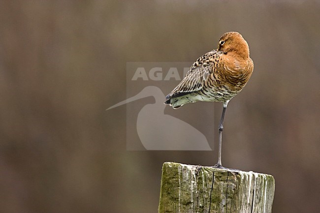 Grutto staand op paal; Black-tailed Godwit standing on pole stock-image by Agami/Kristin Wilmers,