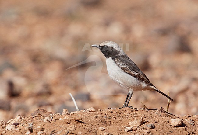 Mannetje Roodstuittapuit; Male Red-rumped Wheatear stock-image by Agami/Markus Varesvuo,