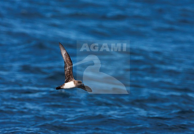 Schlegels Stormvogel vliegend; Atlantic Petrel flying stock-image by Agami/Marc Guyt,