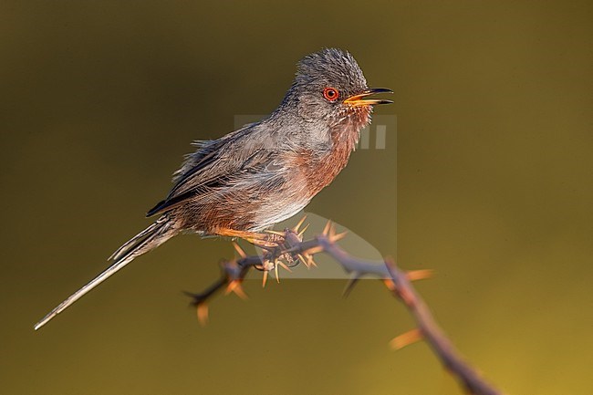 Dartford Warbler, Sylvia undata, in Italy. stock-image by Agami/Daniele Occhiato,