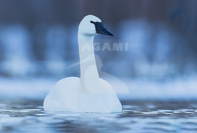 Trumpeter Swan (Cygnus buccinator) in a snow covered pond in Minnesota stock-image by Agami/Dubi Shapiro,