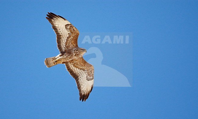 Steppebuizerd in de vlucht; Steppe Buzzard in flight stock-image by Agami/Markus Varesvuo,