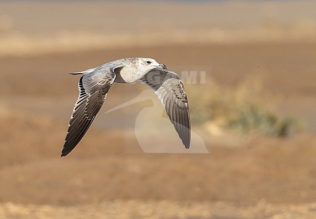 Second-winter Audouin's Gull (Ichthyaetus audouinii) in flight at the Ebro delta, Spain. stock-image by Agami/Marc Guyt,