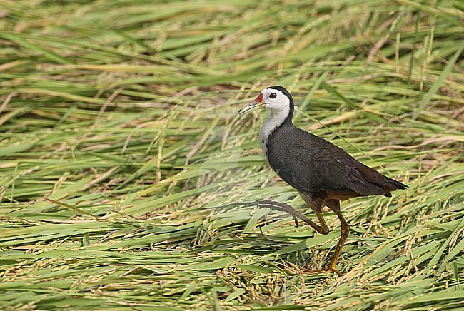 White-breasted Waterhen (Amaurornis phoenicurus) in wetlands in Thailand stock-image by Agami/Helge Sorensen,