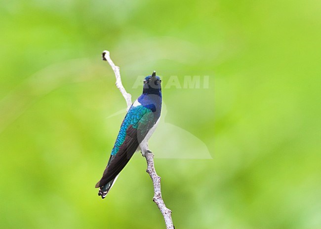 Witnekkolibrie, White-necked Jacobin, White-necked Jacobin stock-image by Agami/Marc Guyt,