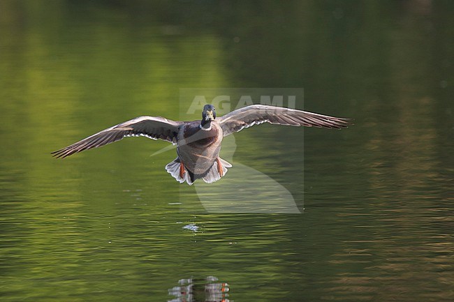 Mallard - Stockente - Anas platyrhynchos ssp. platyrhynchos, Germany, adult male stock-image by Agami/Ralph Martin,