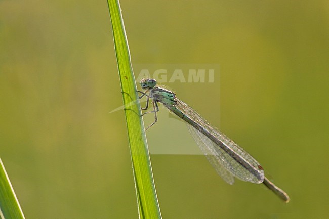 Variabele waterjuffer; Variable Blue Damselfly stock-image by Agami/Theo Douma,