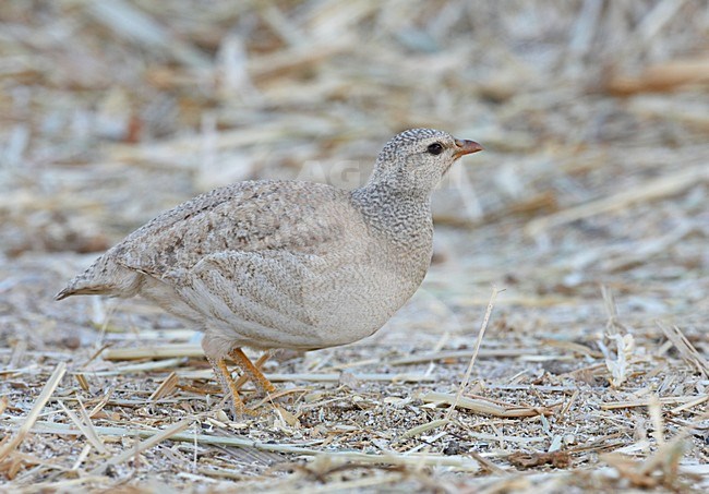 Vrouwtje Arabische Woestijnpatrijs; Female Sand Partridge stock-image by Agami/Markus Varesvuo,