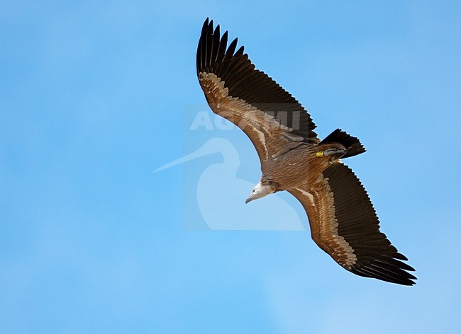 Vale Gier in de vlucht; Griffon Vulture in flight stock-image by Agami/Markus Varesvuo,