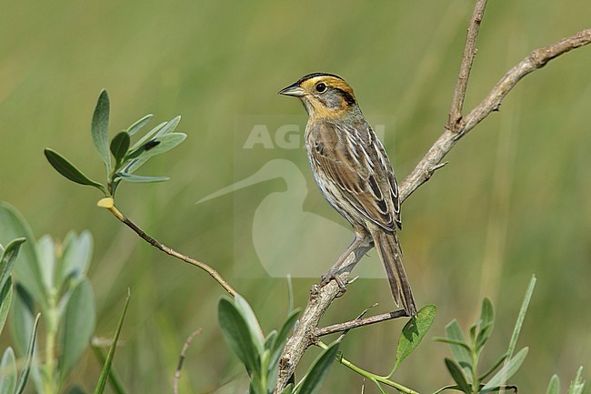 Nelson's Sparrow (Ammodramus nelsoni) perched in its breeding habitat, undisturbed marshes. stock-image by Agami/Brian E Small,