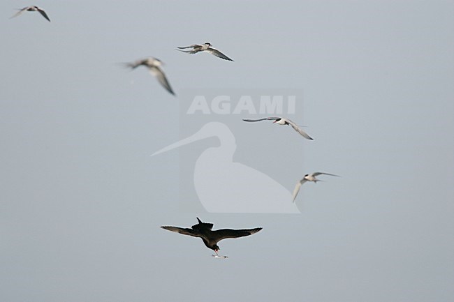 Donkere fase Kleine Jager jagend op Noordse Stern; Dark morph Parasitic Jaeger chasing Arctic Tern stock-image by Agami/Menno van Duijn,