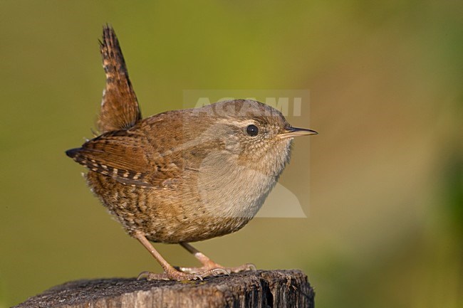 Winterkoning zittend; Winter Wren perched stock-image by Agami/Daniele Occhiato,