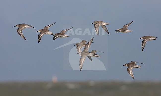 Kanoet; Red Knot stock-image by Agami/Jacques van der Neut,