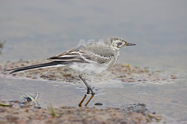 Jonge Witte Kwikstaart; Young White Wagtail stock-image by Agami/Markus Varesvuo,