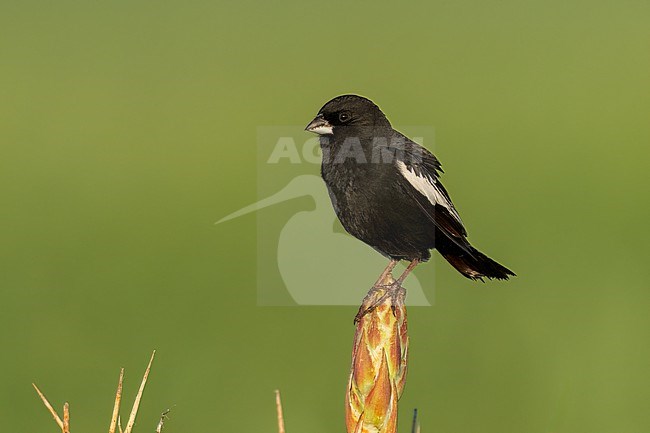 Adult male breeding
Weld Co., CO
June 2023 stock-image by Agami/Brian E Small,