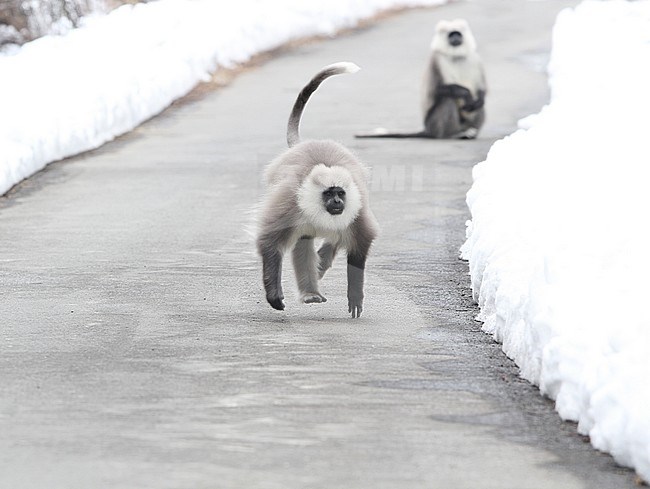 Himalayan grey langur (Semnopithecus ajax) running on a road in the snow stock-image by Agami/James Eaton,