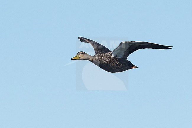 Adult female Mottled Duck, Anas fulvigula
Galveston Co., TX stock-image by Agami/Brian E Small,