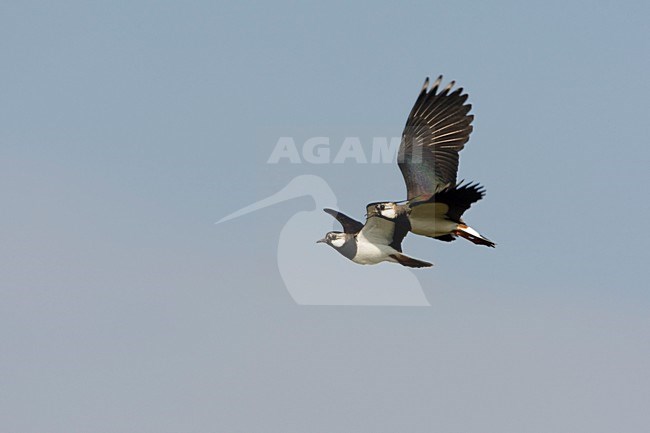 Kievit baltsend; Northern Lapwing displaying stock-image by Agami/Arie Ouwerkerk,