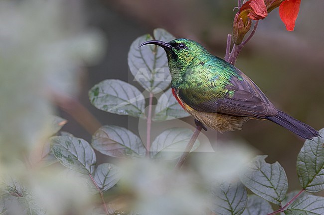Forest Double-collared Sunbird (Cinnyris fuelleborni) male perched on a branch in Tanzania. stock-image by Agami/Dubi Shapiro,