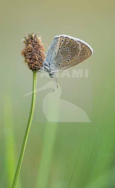 Rustend pimpernelblauwtje / Resting scarce large blue stock-image by Agami/Bas Mandos,