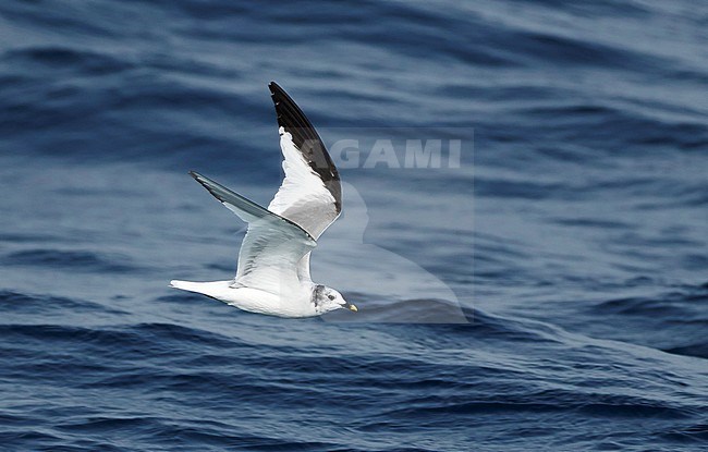 Sabine's Gull (Xema sabini) in the Bay of Biscay in Spain. stock-image by Agami/Dani Lopez-Velasco,