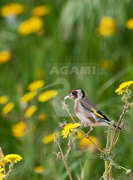 Putter foeragerend; European Goldfinch foraging stock-image by Agami/Roy de Haas,