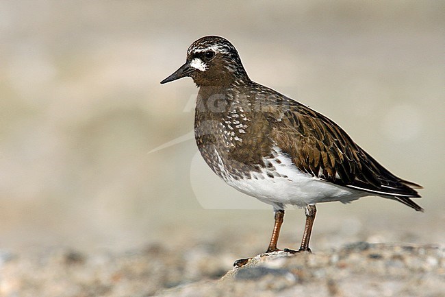 Adult breeding
Los Angeles Co., CA
May 2008 stock-image by Agami/Brian E Small,