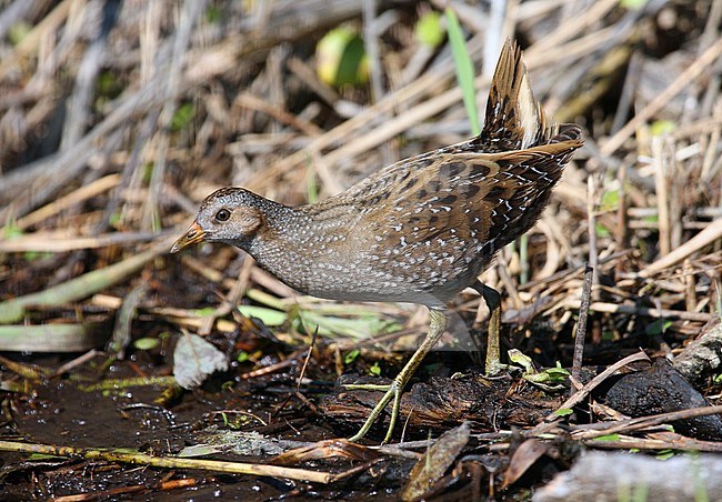 Spotted Crake (Porzana porzana) during autumn on Ouessant Island in Brittany, France. Walking in exposed former reed bed. stock-image by Agami/Aurélien Audevard,