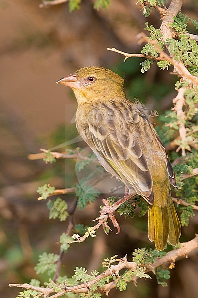 Ruppell's Weaver (Ploceus galbula), perched on a branch, Ayn Hamran, Dhofar, Oman stock-image by Agami/Saverio Gatto,