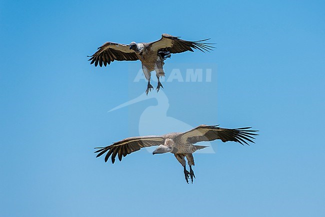 Two white-backed vultures, Gyps africanus, n flight. Seronera, Serengeti National Park, Tanzania stock-image by Agami/Sergio Pitamitz,