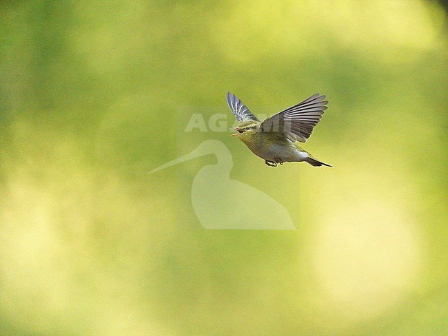 Singing and flying Wood Warbler (Phylloscopus sibilatrix) in song flight in breeding habitat in an old forest stock-image by Agami/Ran Schols,