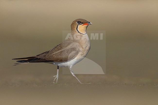 Collared Pratincole, Glareola pratincola, in Italy. stock-image by Agami/Daniele Occhiato,