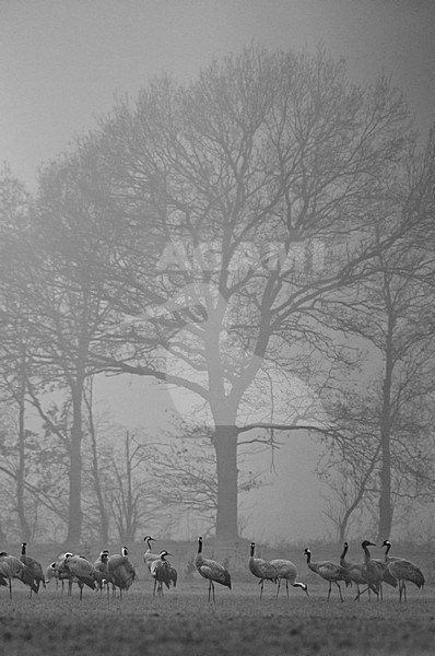 Groep Kraanvogels in ochtendnevel; Group of Common Cranes in morning fog stock-image by Agami/Han Bouwmeester,