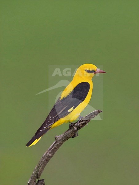 Wielewaal man zittend in boomtop; Golden Oriole male perched in top of a tree stock-image by Agami/Marc Guyt,