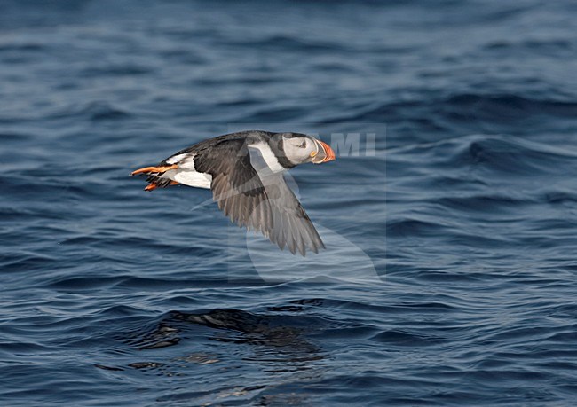 Papegaaiduiker vliegend laag over zee; Atlantic Puffin flying low above sea



Atlantic Puffin (Fratercula arctica) Varangerfjord, Norway March 2006 stock-image by Agami/Jari Peltomäki,