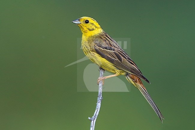 Male Yellowhammer (Emberiza citrinella) in France sitting on a twig against a green background. stock-image by Agami/Daniele Occhiato,