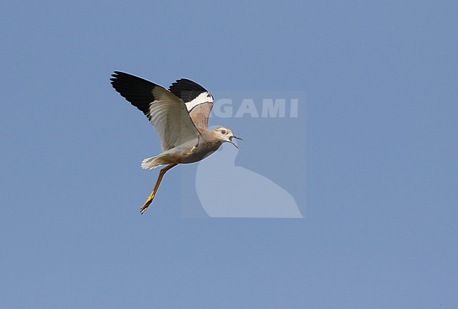 Volwassen Witstaartkievit in vlucht; Adult White-tailed Lapwing (Vanellus leucurus) in flight stock-image by Agami/James Eaton,