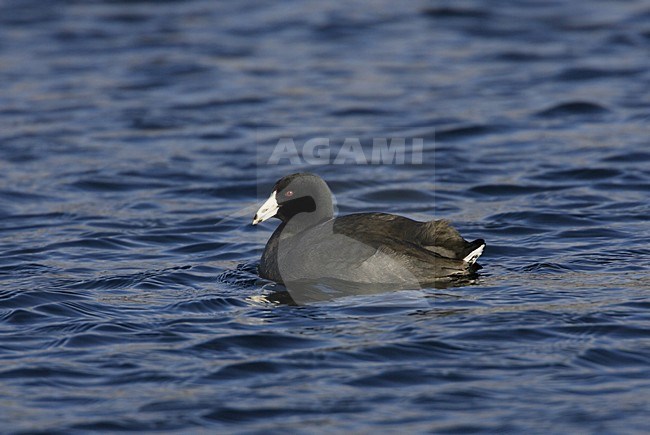 Amerikaanse Meerkoet, American Coot, Fulica americana stock-image by Agami/Hugh Harrop,