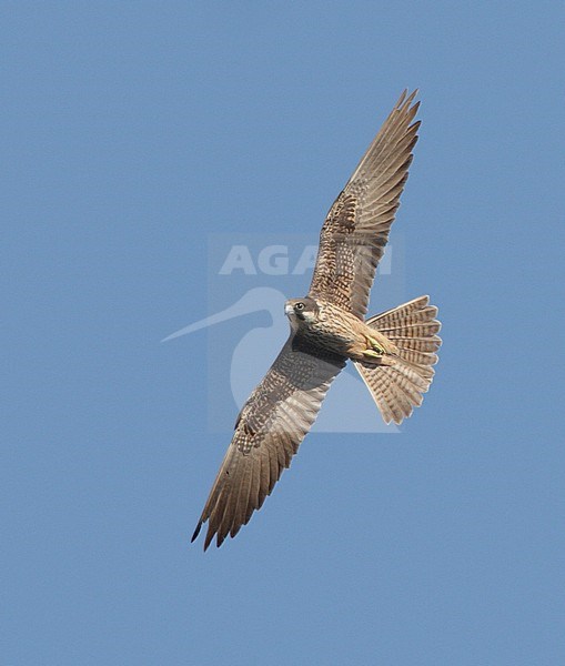 Eleonora's Valk in vlucht; Eleonora's Falcon (Falco eleonorae) stock-image by Agami/Mike Danzenbaker,